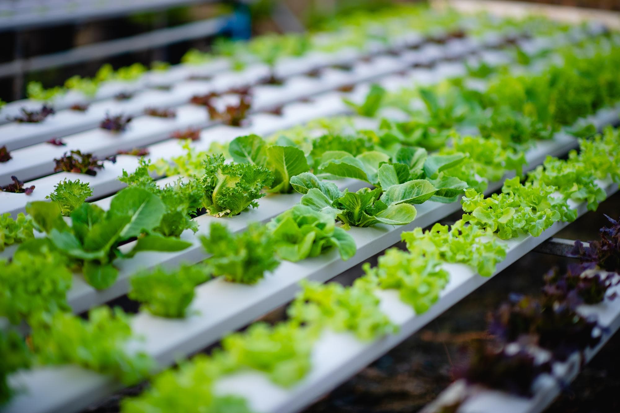 Future Farming / Hydroponics