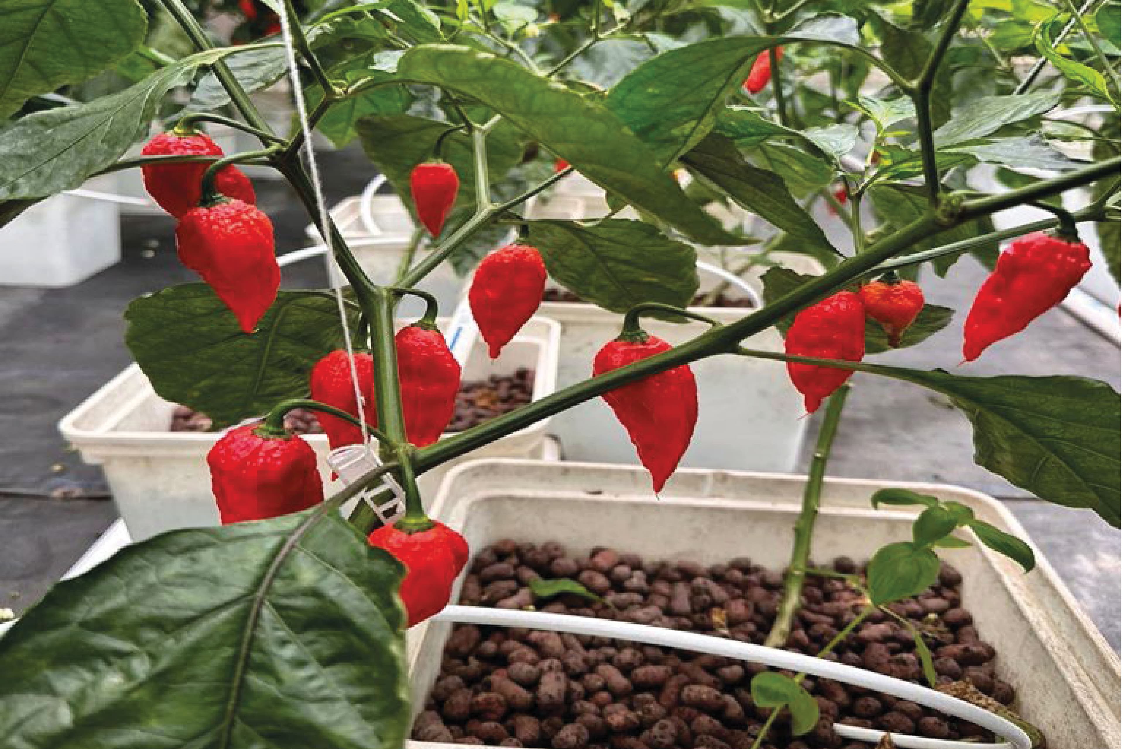 Advanced Botanical Extraction