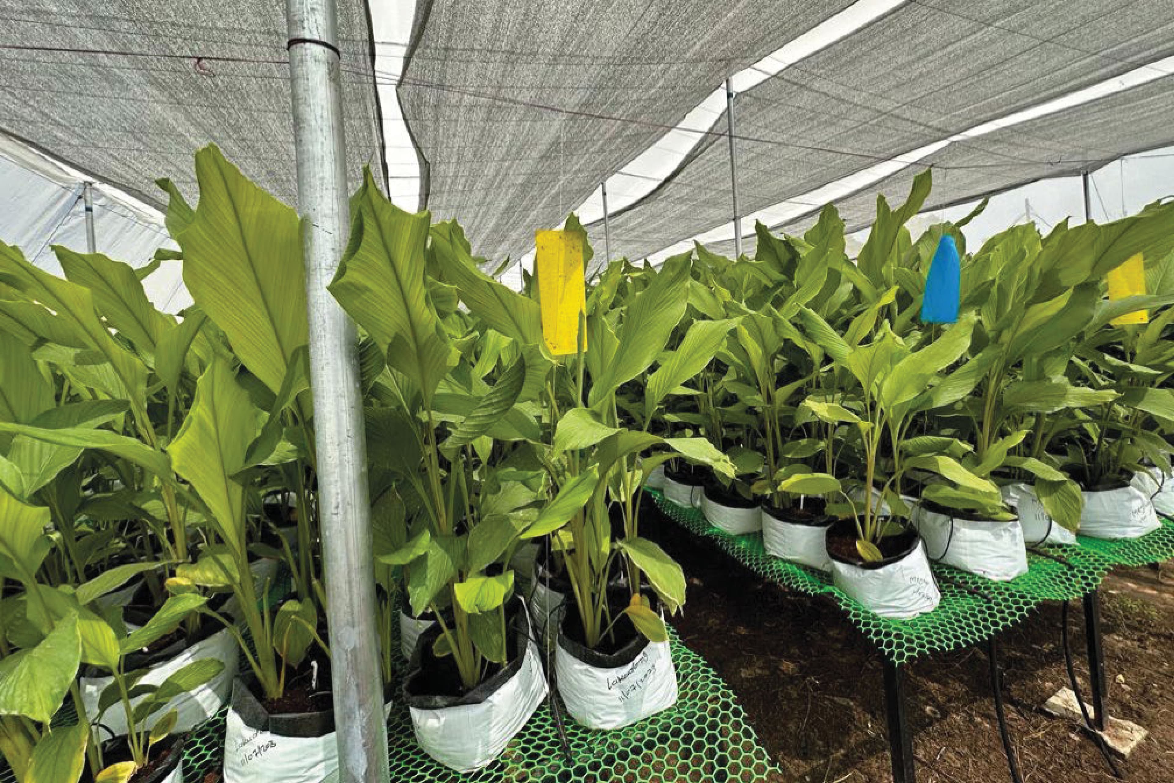 Bioremediation & Ecosystem Restoration