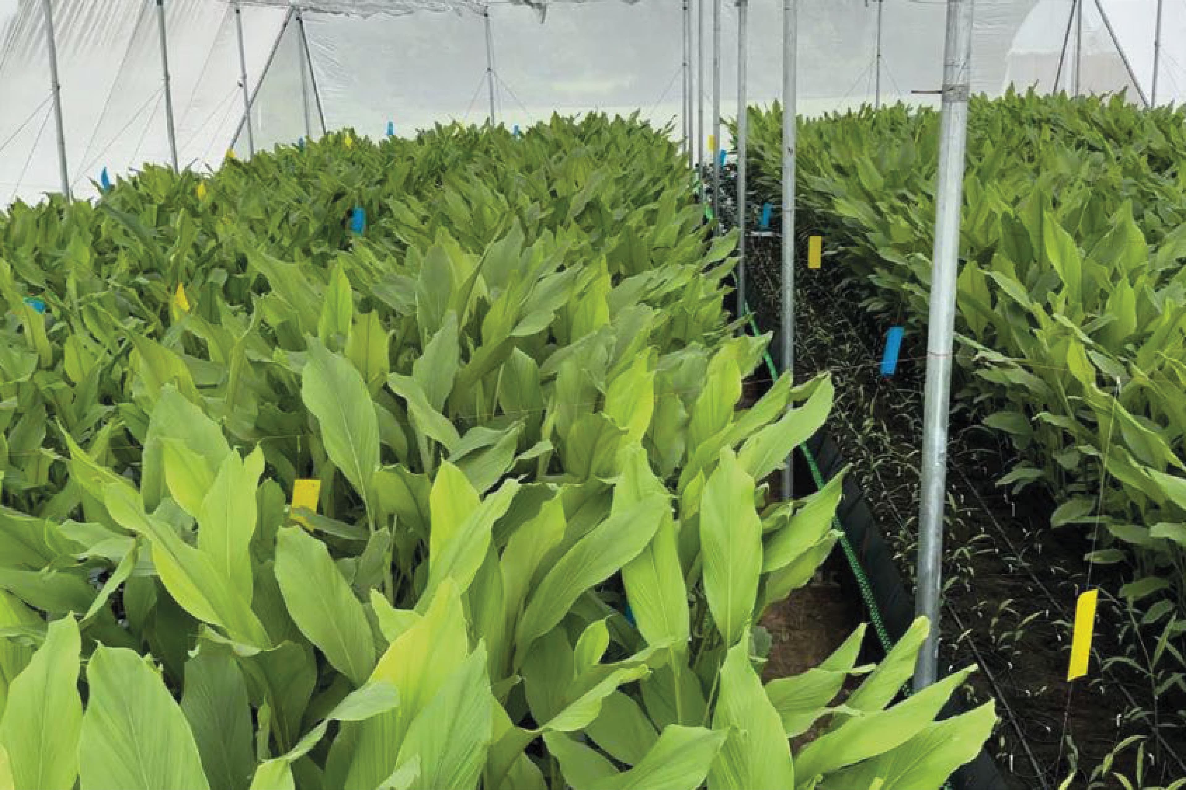 Automated Hydroponics & Vertical Farming